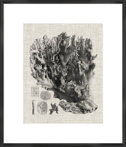 Coral Specimen V