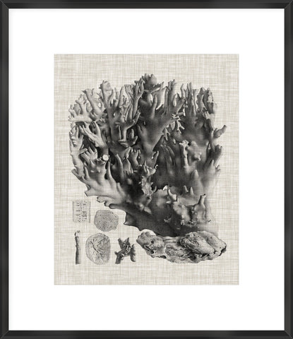 Coral Specimen V