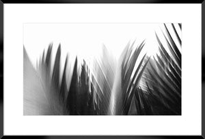 Biella Art framed prints melbourne