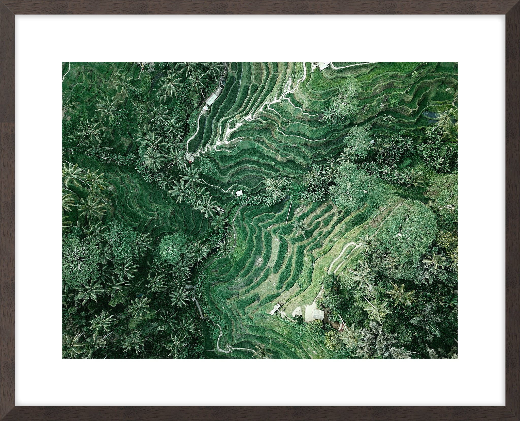 Rice Terraces I