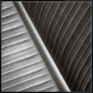 Palm Leaves Ii