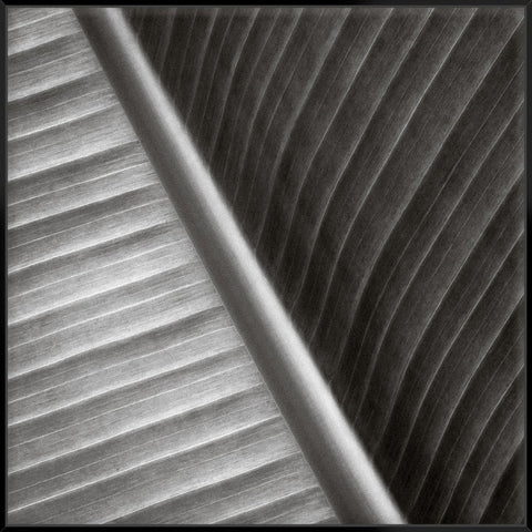 Palm Leaves Ii