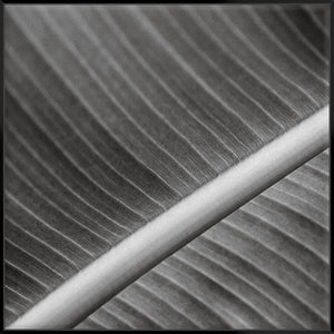 Palm Leaves I 103X103Cm / Black