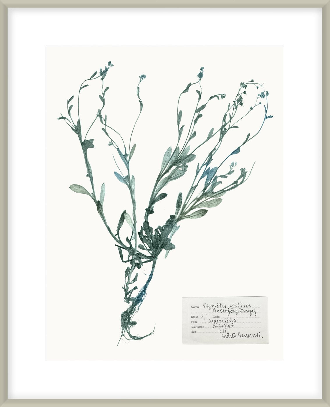 Pressed Flowers In Spa II