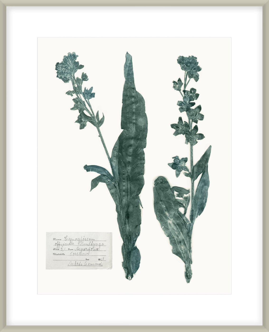 Pressed Flowers In Spa IV