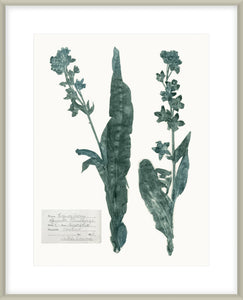 Pressed Flowers In Spa IV
