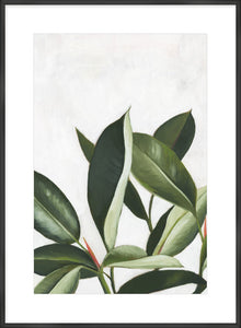 Pura Vida IV