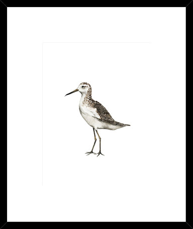 Biella Art framed prints melbourne