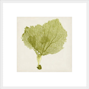 Biella Art framed prints melbourne