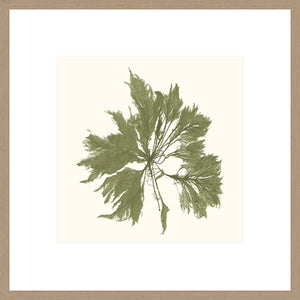 Biella Art framed prints melbourne