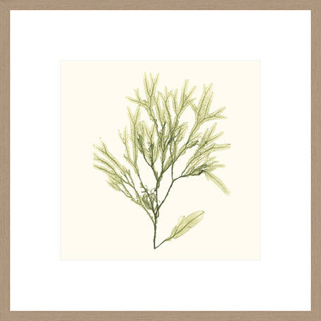 Biella Art framed prints melbourne