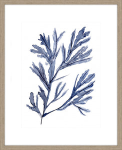 Seaweed Under Water I