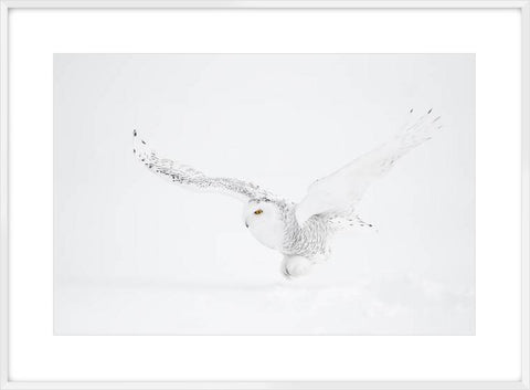 Biella Art framed prints melbourne