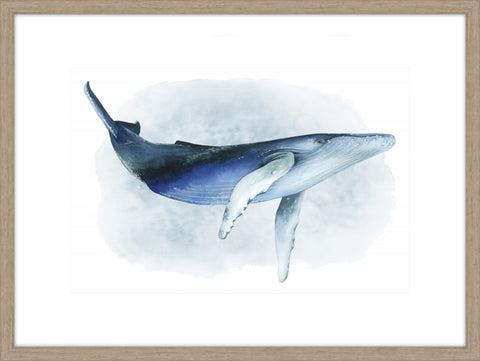 Watercolor Humpback I