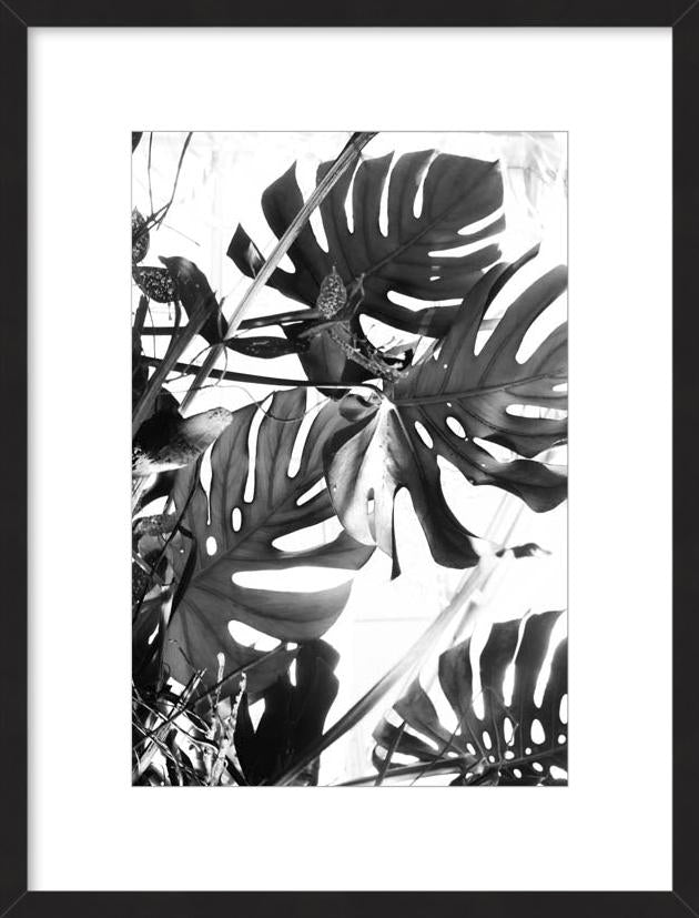Tropicial Leaves III