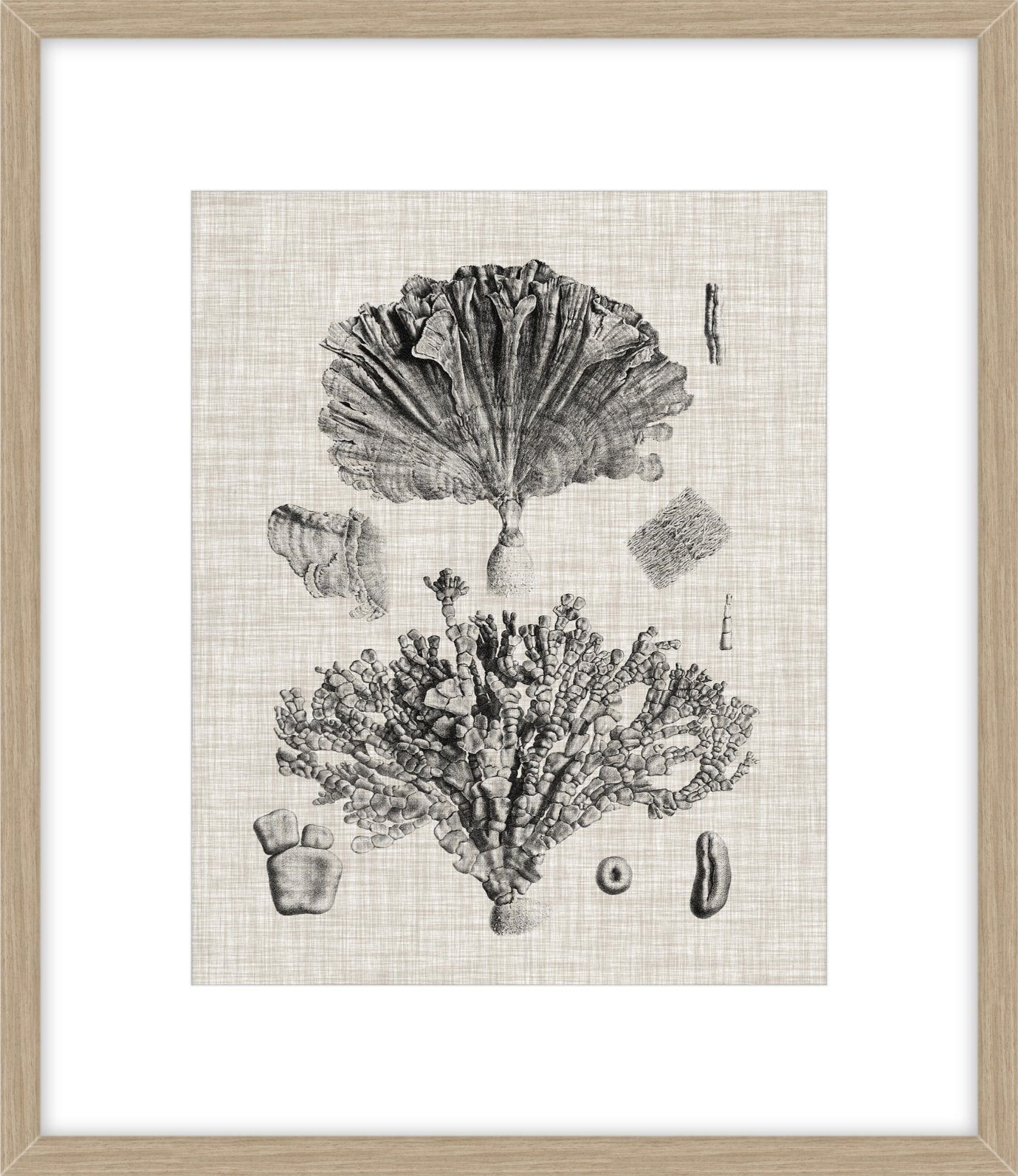 Coral Specimen III