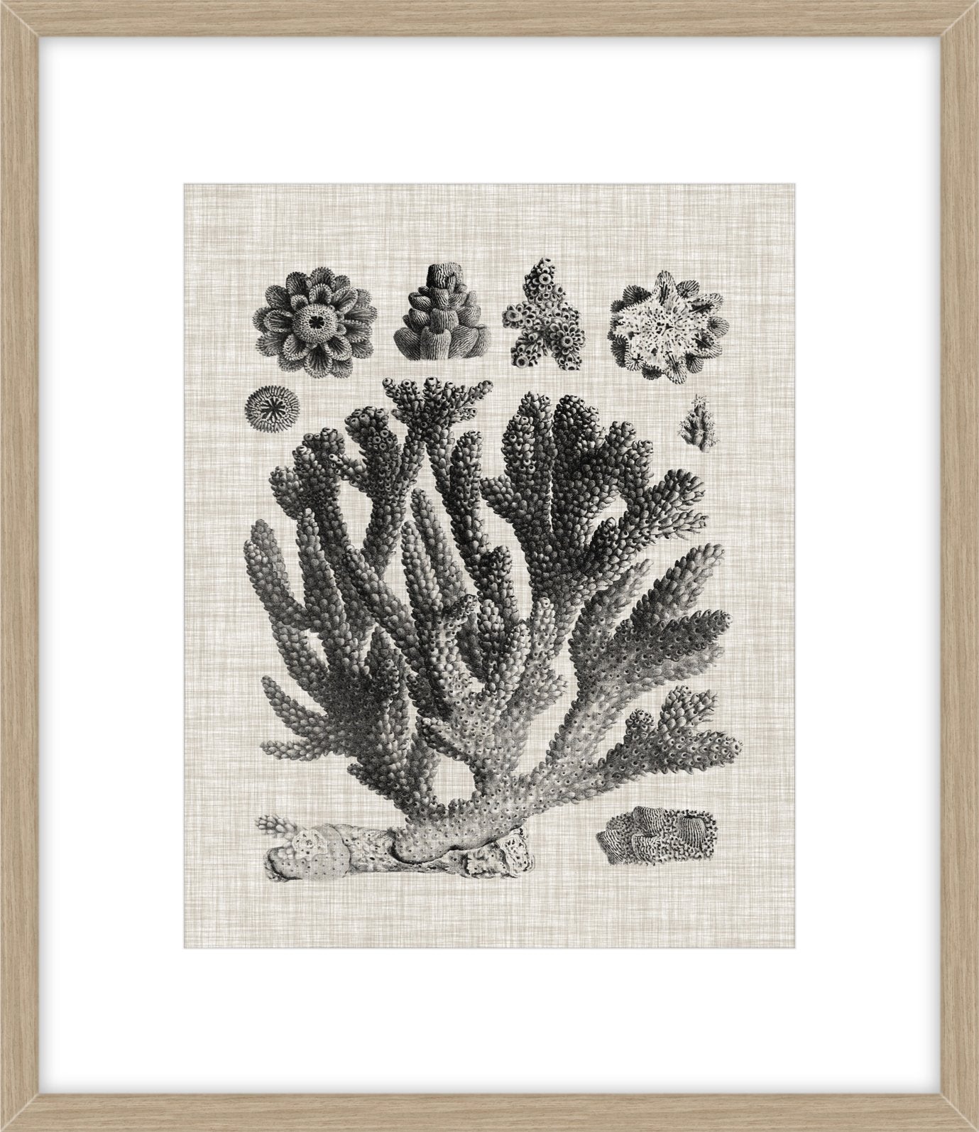 Coral Specimen IV