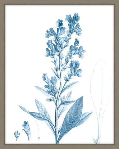 Antique Botanical In Blue III