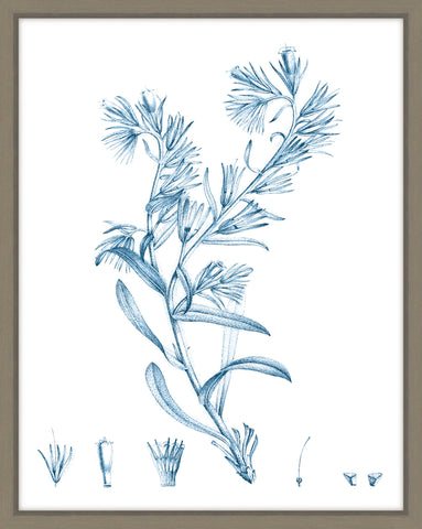 Antique Botanical In Blue II