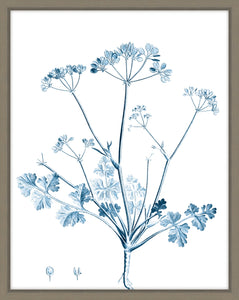Antique Botanical In Blue IV