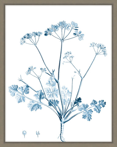 Antique Botanical In Blue IV