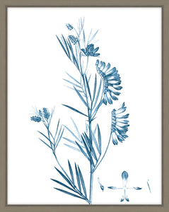 Antique Botanical In Blue IX