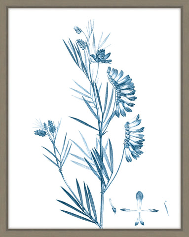 Antique Botanical In Blue IX