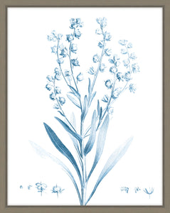 Antique Botanical In Blue I