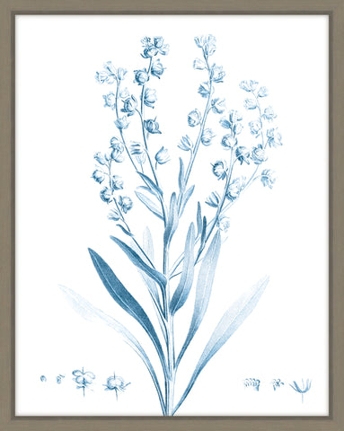 Antique Botanical In Blue I