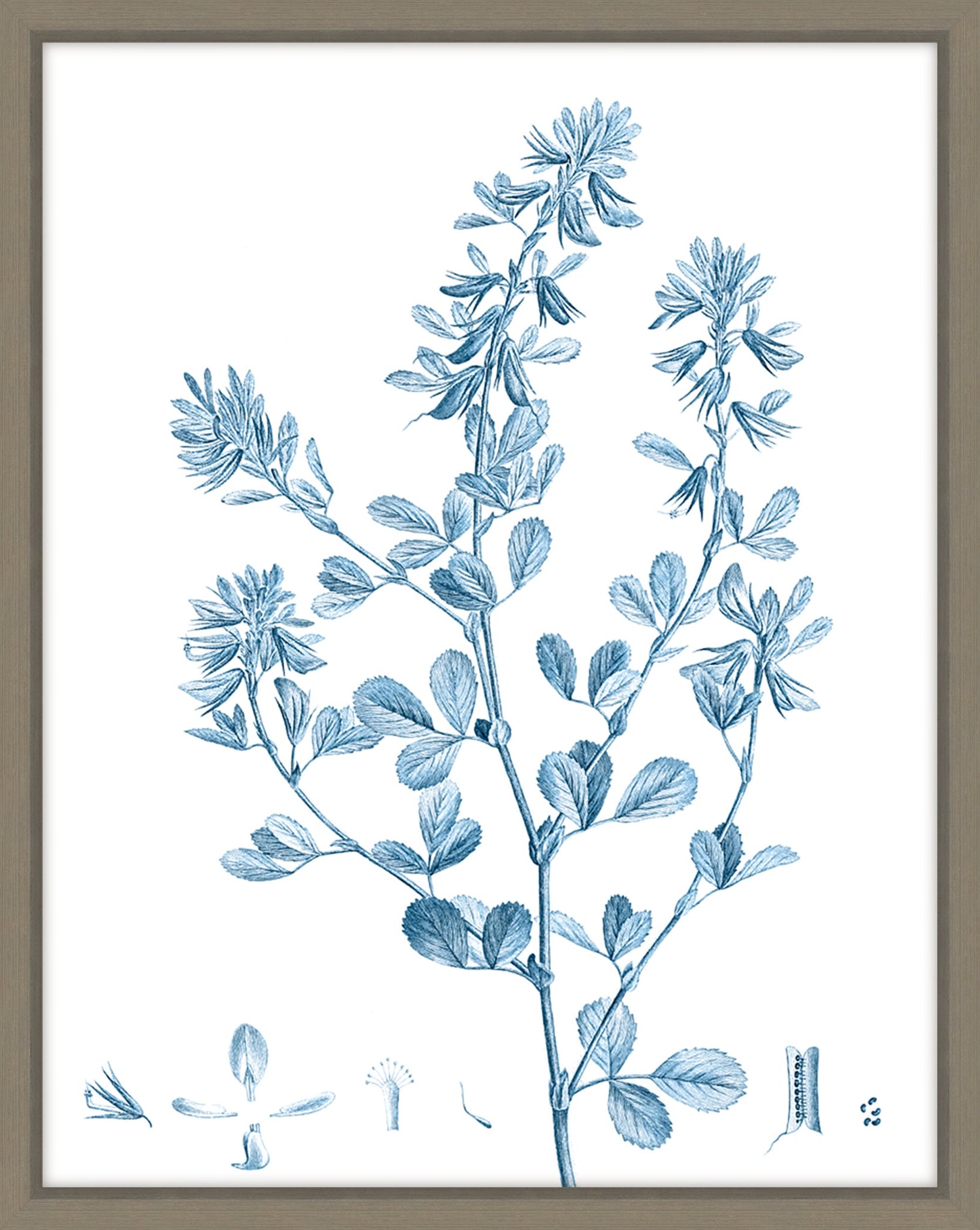 Antique Botanical In Blue VIII