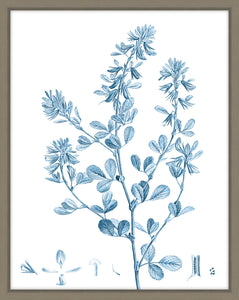 Antique Botanical In Blue VIII
