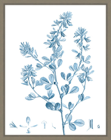 Antique Botanical In Blue VIII