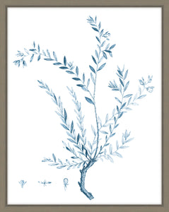 Antique Botanical In Blue VII