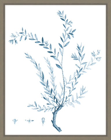 Antique Botanical In Blue VII