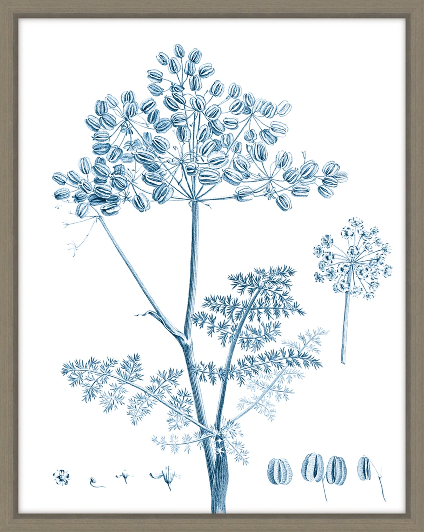 Antique Botanical In Blue VI