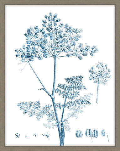 Antique Botanical In Blue VI