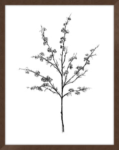 Field Flower III