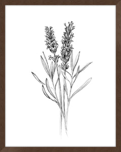 Field Flower II