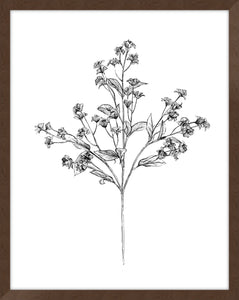 Field Flower IV