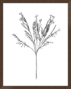 Field Flower I