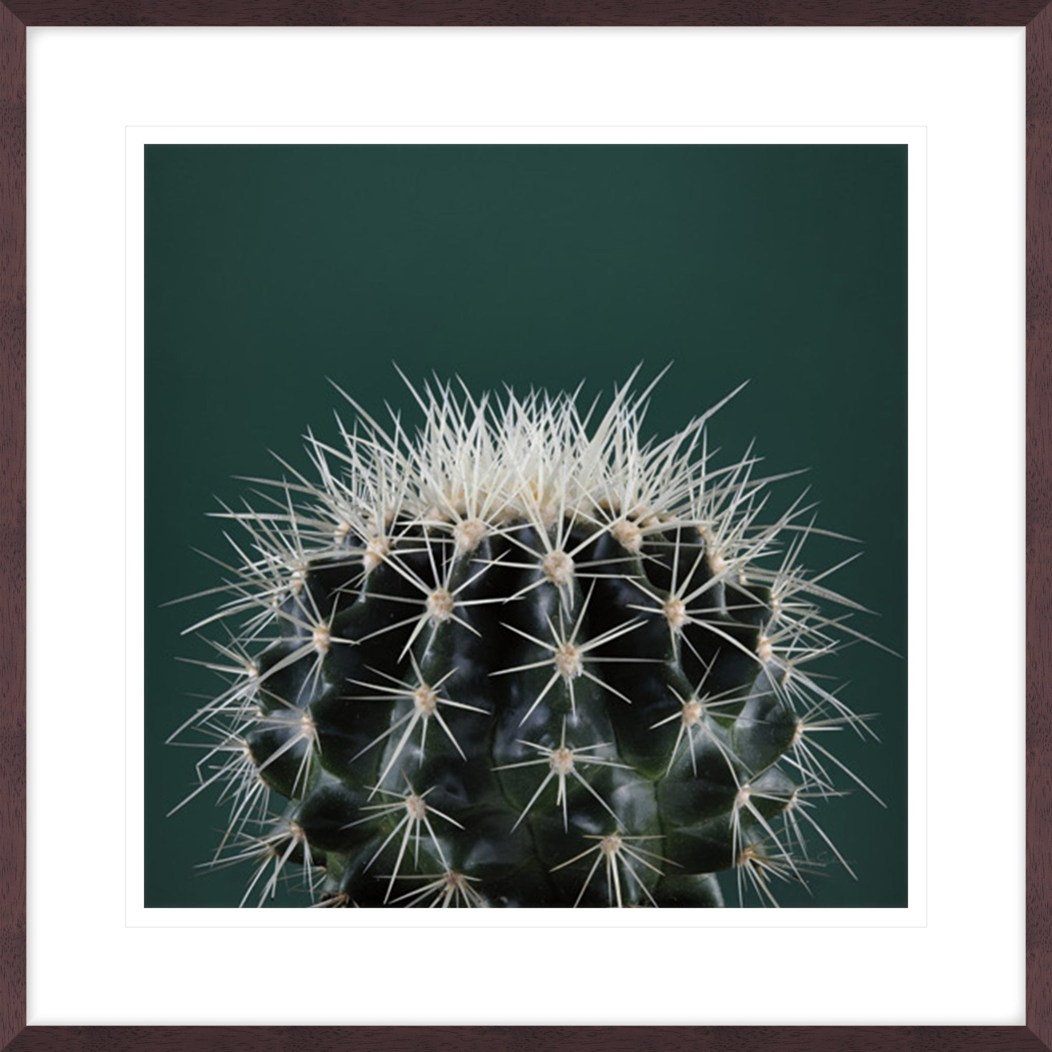 Cacti II