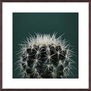 Cacti II