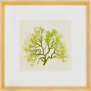 Biella Art framed prints melbourne