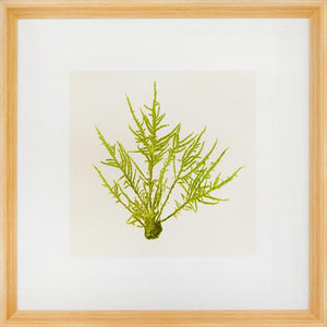 Biella Art framed prints melbourne