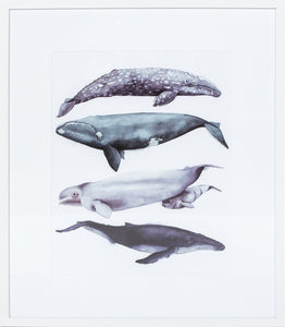 Biella Art framed prints melbourne