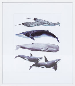 Whale Stack II